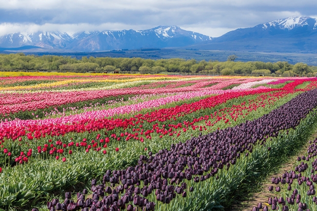 Tulipanes, Bariloche, Esquel � Trevelin