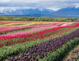 Tulipanes, Bariloche, Esquel � Trevelin
